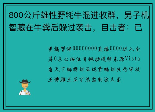 800公斤雄性野牦牛混进牧群，男子机智藏在牛粪后躲过袭击，目击者：已经是第三次袭击了